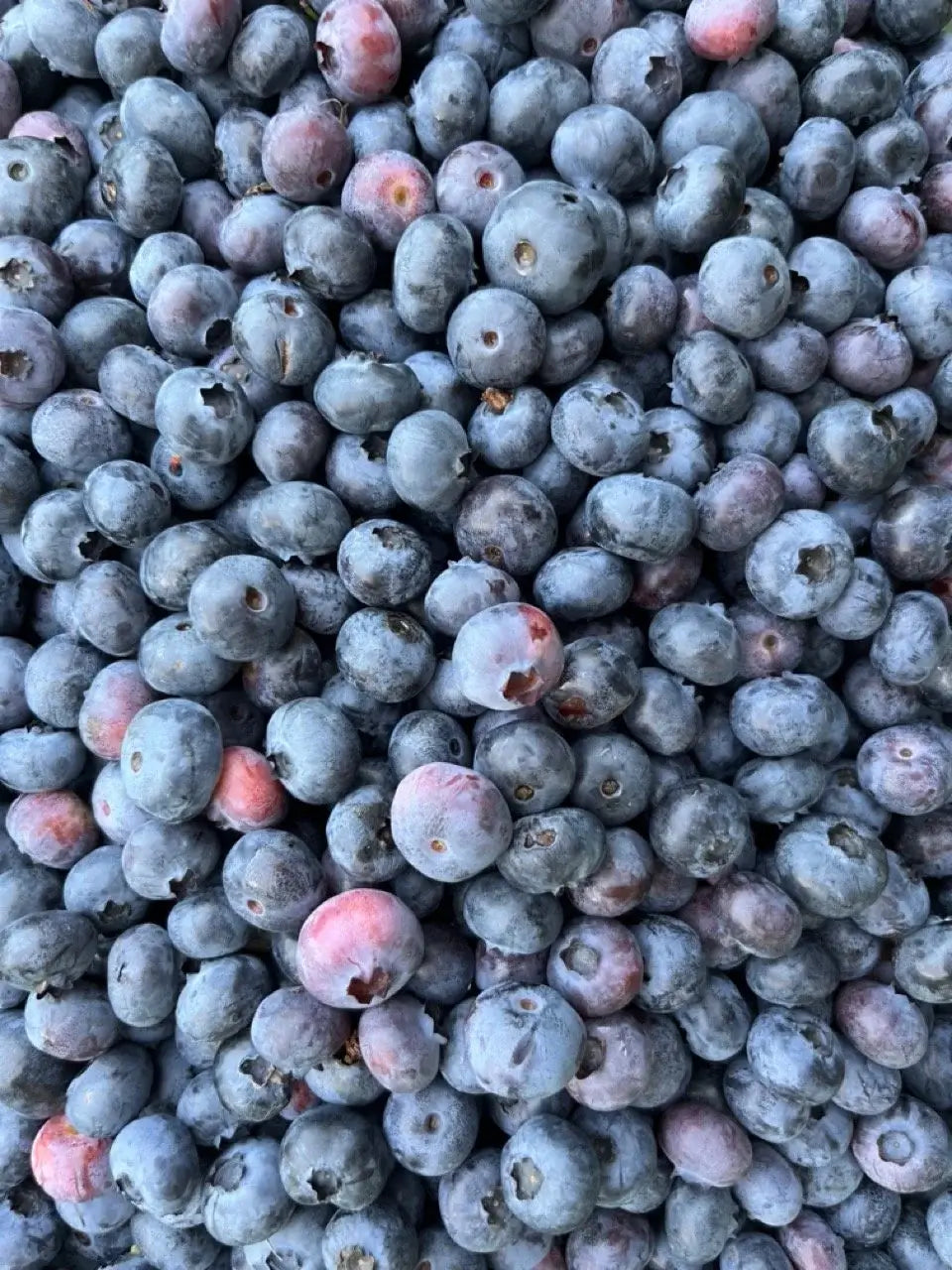 Blueberry + Lemon Infused Maple Syrup — image 6
